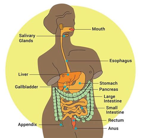 your digestive system — womanly magazine digestive system digestive disorders digestive