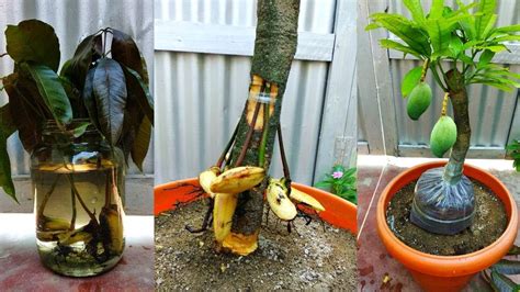 Maybe you would like to learn more about one of these? Mango grafting root (airlayer mango) - YouTube | Potted ...