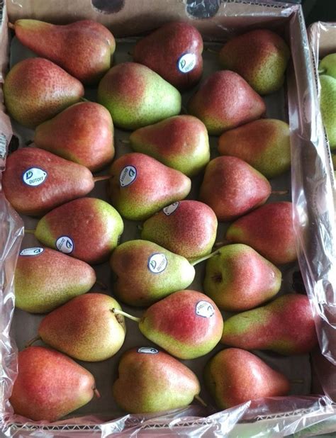 A Grade Pears Red Box Packaging Type Carton Packaging Size 14kg At Rs 2650carton In Delhi