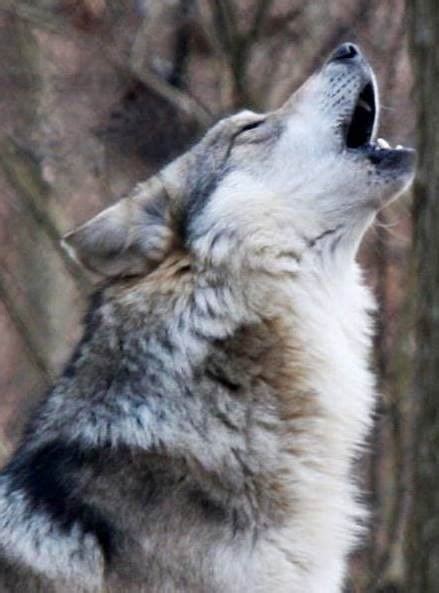 Pin By Kosaras Dávid On Wolves Mexican Gray Wolf Animals Mexican Wolf