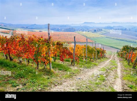 Autumn Vineyard Piedmont Italy Stock Photo Alamy