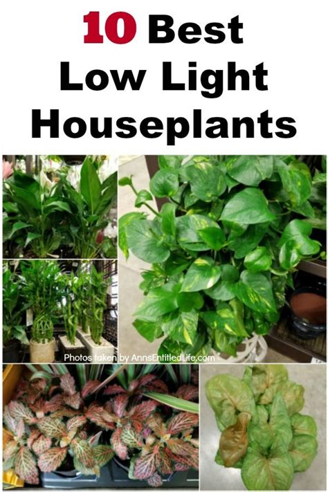 We've had broadband at home ____ about 2005. 10 Best Low Light Houseplants. If you have a darker room ...
