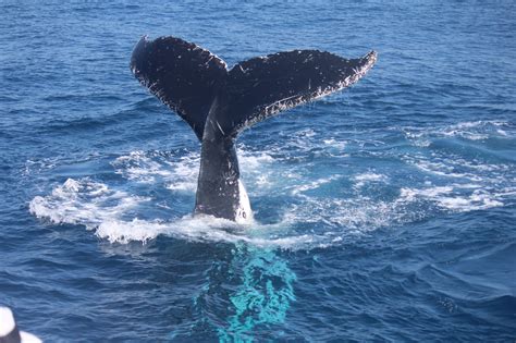 Adolescent And Adult Humpback Whales Sunshine Coast Afloat