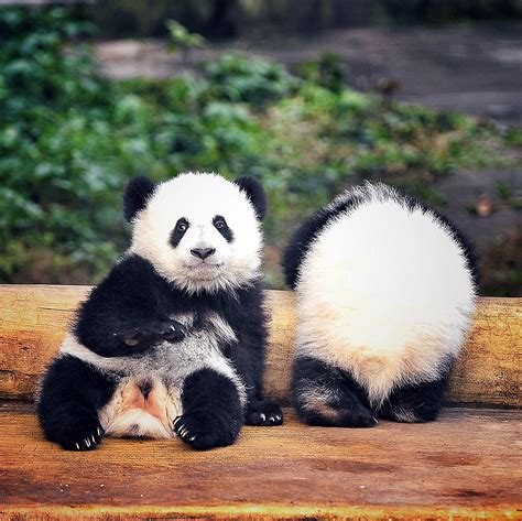 Est100 一些攝影some Photos 6 Month Old Giant Panda Twins Debut 6個月大的