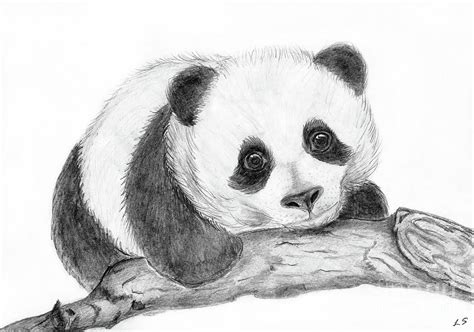 Panda Drawing Skill