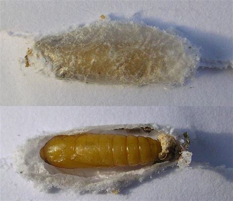Brown House Moth Pupal Cocoon Ukmoths