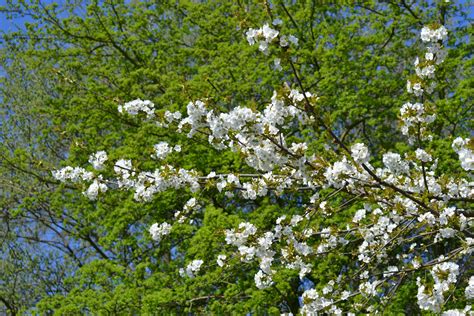 Bloom Flowering Spring Tree White Trees 4k Wallpaper And Background