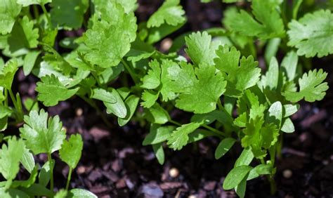 List Of How To Grow Cilantro Fast Eviva Midtown