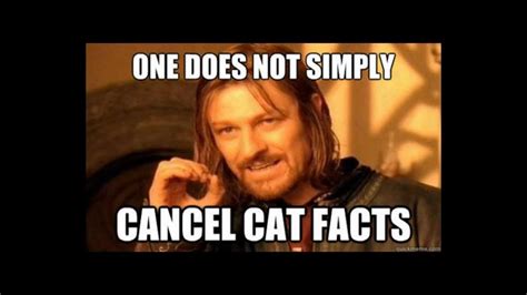 Cat Facts Prank Youtube