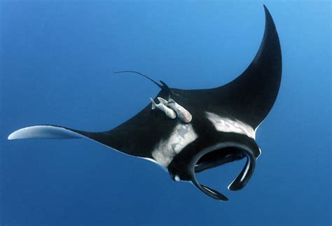 5 Interesting Facts About Giant Manta Rays Haydens Animal Facts