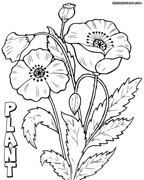 Plant coloring pages | Coloring pages to download and print