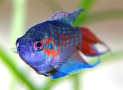 30 Coolest Most Colorful Freshwater Fish For Your Aquarium Aquarium