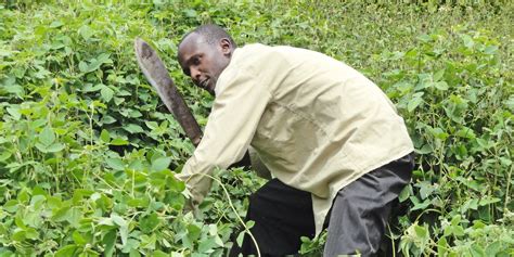 What It Takes To Estabish Desmodium Fodder Farm Nation