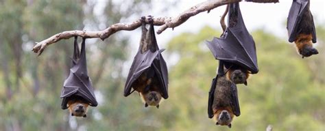 7 Of The Most Fascinating Facts About The Lubee Bat Conservancy