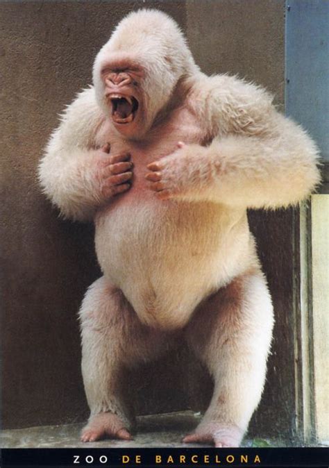 Snowflake The Only Albino Gorilla Ever Observed Captured From The