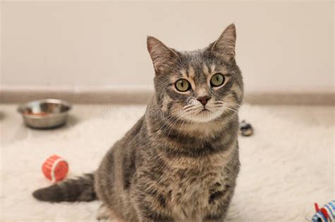 Beautiful Grey Tabby Cat On Carpet At Home Cute Pet Stock Photo