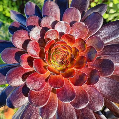 10 Exotic Succulents For A Tropical Paradise At Home