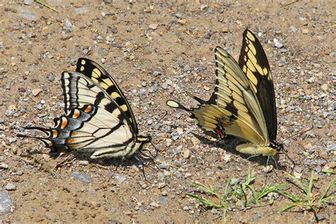 It S Almost Puddling Time For Swallowtails Puddlin Seri Flickr
