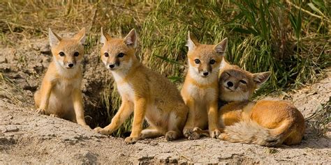 Swift Fox Projects And Programs American Prairie