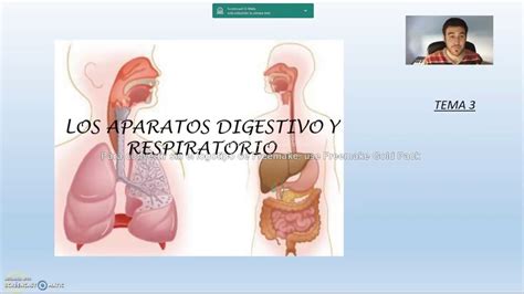 El Sistema Respiratorio Aparato Digestivo Kulturaupice