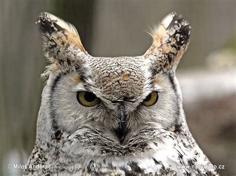 Bubo Virginianus Pictures Great Horned Owl Images Nature Wildlife