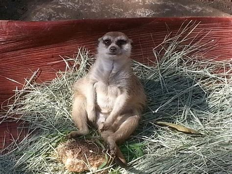 Saw This Little Guy At The San Diego Zoo Its Timon The Meerkat From