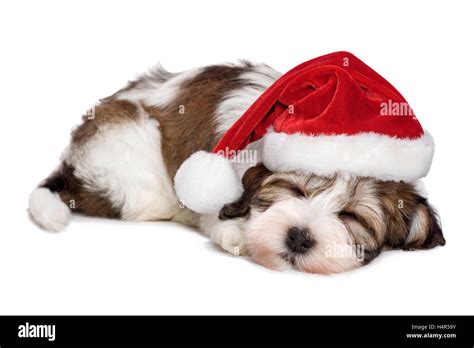 Cute Sleeping Havanese Puppy Dog Is Dreaming About Christmas Stock