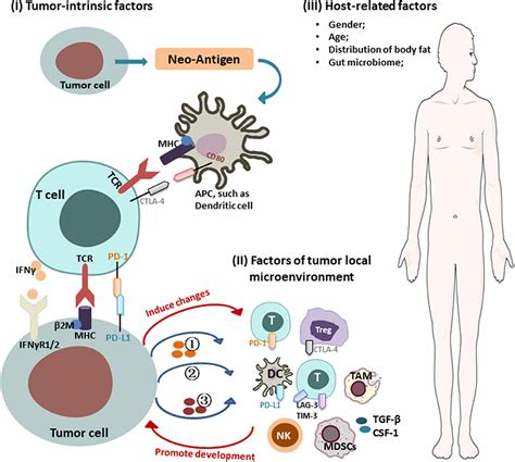 Frontiers Mechanisms Of Cancer Resistance To Immunotherapy