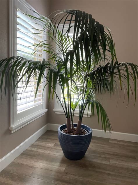 Shop Exquisite Kentia Palm Premium Quality Indoor Plant