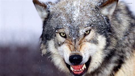 Coole bilder schöne bilder katzen hunde verliebte wölfe wölfe kunst kunstschule waldtiere mystisch. Die 84+ Besten Wolf Hintergrundbilder