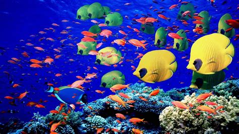 Animals Fishes Underwater Swim Coral Reef Colors Bright