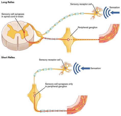 The Top Panel In This Figure Shows A Long Reflex Where The Spinal Cord