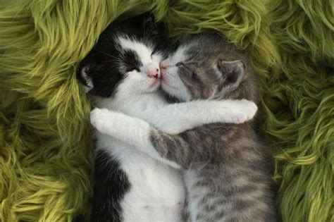 two little kittens hugging and sleeping together click the pic for more aww kitten cuddle