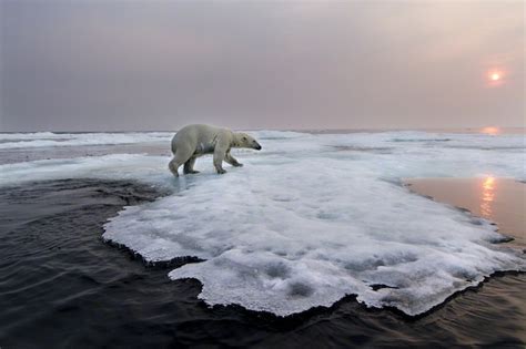 Polar Bear Hudson Bay Canada Fubiz Media