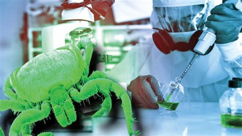 The disease takes a time to incubate and is tran. Boala Lyme, armă biologică americană? | Ziarul National