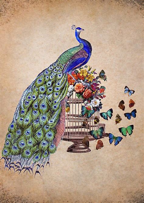 Beautiful Vintage Peacock Print Peacock Artwork Prints