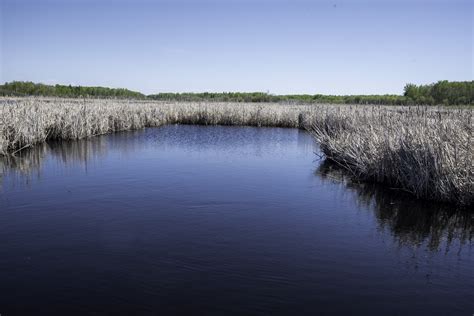 Water Flowing Through The Wetlands At Hecla Provincial Park Image