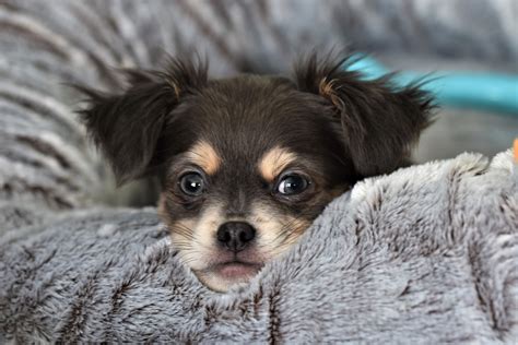 Nouveau Chien Chihuahua Photo Et Image Animaux Animaux Domestiques