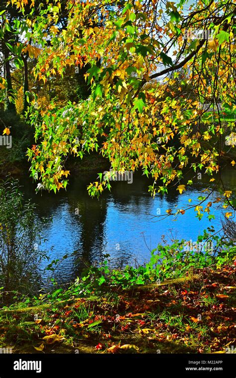The Autumn Sunlight Shining Through A Riverside Tree In Cardiff
