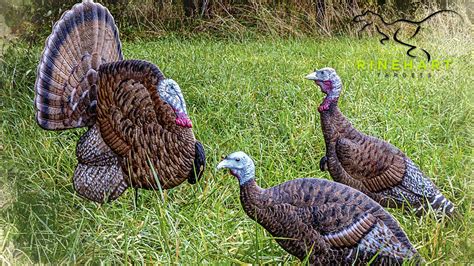 Select the subjects you want to know more about on euronews.com. Rinehart Targets Releases New Line of Turkey Decoys