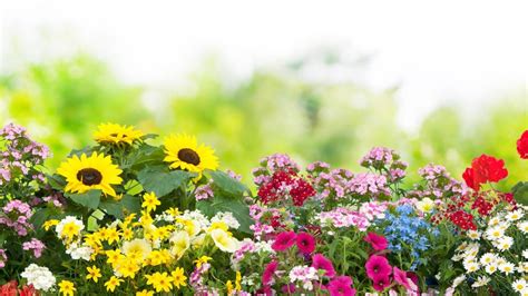 We did not find results for: Die beliebtesten Gartenblumen im Frühling, Sommer, Herbst ...