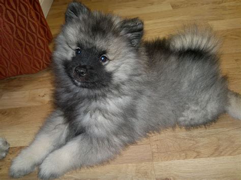 This keeshond is part of the spitz family and were originally bred to guard canal boats. Beautiful Keeshond Puppies KC Registered | Newcastle Upon ...
