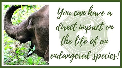 Want To Help An Endangered Species Find Out How With Never Forget Elephant Foundation Youtube