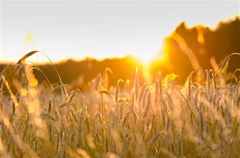 Free Images Sky Sunset Field Meadow Wheat Prairie Sunlight