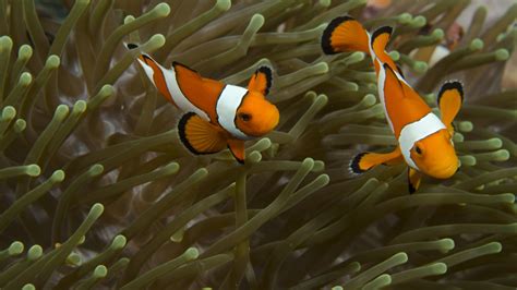 Clownfish Facts Great Barrier Reef Foundation Great Barrier Reef