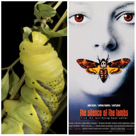 Silence Of The Lambs Moth Found In The UK The Independent
