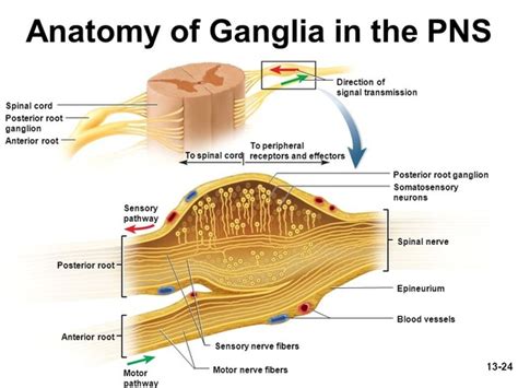 What Are Ganglions What Is Their Location And Function In Nervous