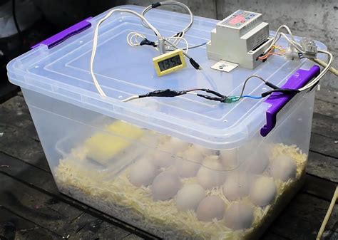 Diy Egg Incubator With Heating Pad Diy Alien Costume
