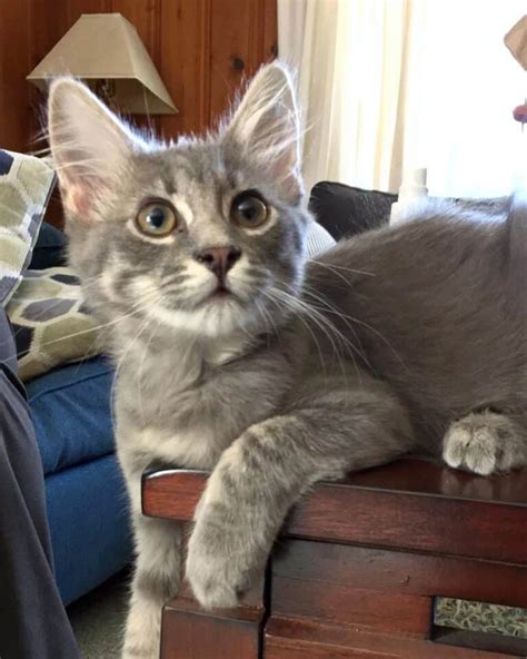 Russian Blue Maine Coon Mix Info Pictures Facts Faqs More