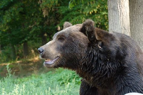 Kamchatka Brown Bear Stock Image Image Of Portrait Face 59916527